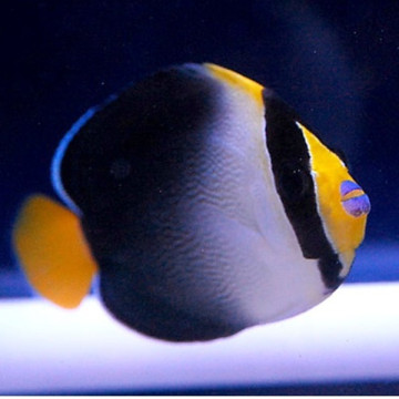 Chaetodontoplus Mesoleucus : 4 à 7 cm